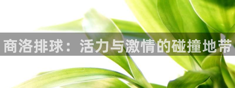 焦点娱乐app下载官网苹果：商洛排球：活力与激情的碰